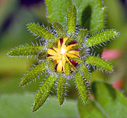 Black-eyed Susan bud