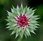 Thistle