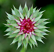 Thistle budding into bloom