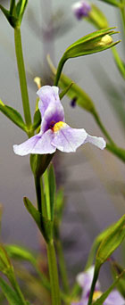 Monkey flower