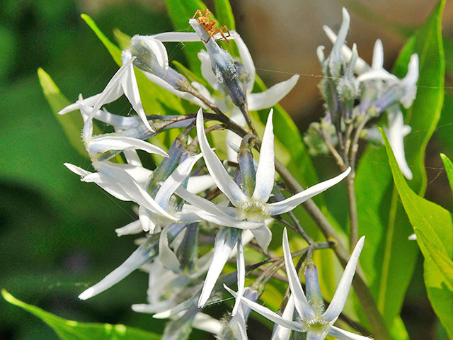 Blue star, Amsonia