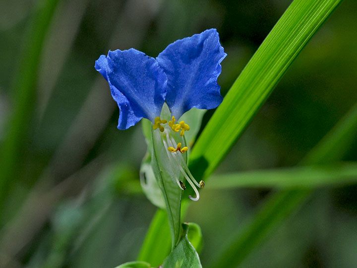 Asiatic Dayflower