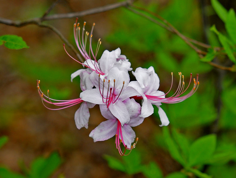 Pinxterbloom Azalea