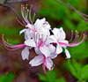 Pinxterbloom Azalea