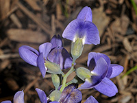 Wild Blue Indigo