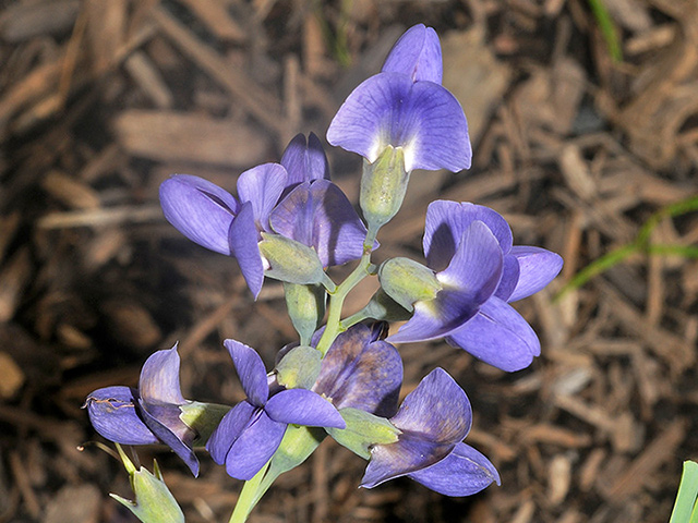 Baptisia australis