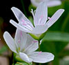 Spring Beauties