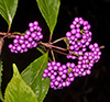 Beautyberry