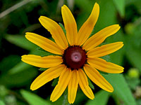 Black-eyed Susan