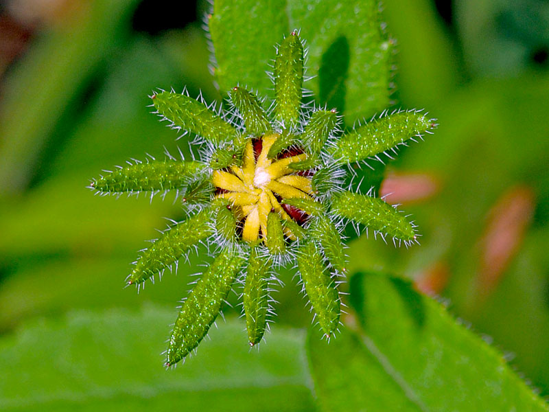 Stinging Nettle