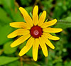 Black-eyed Susan