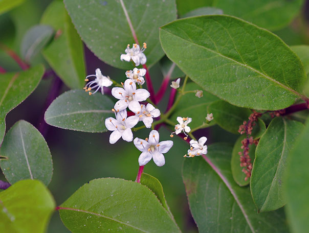 Blackhaw Virburnum