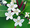 Blackhaw Virburnum