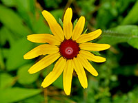 Black-eyed Susan