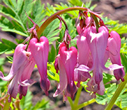 Bleeding Heart