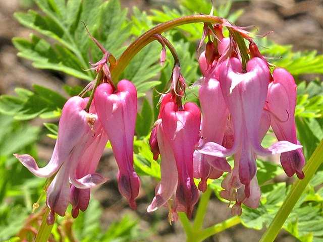 Bleeding Heart