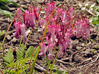 Bleeding Heart