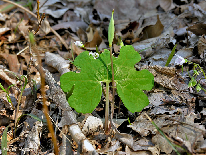 Bloodroot