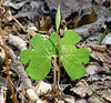 Bloodroot