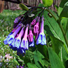 Virginia Bluebells