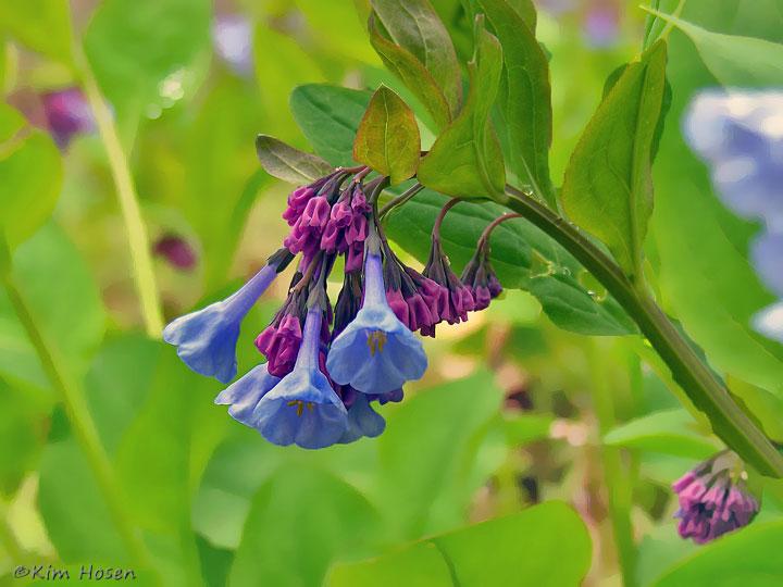 Virginia Bluebell