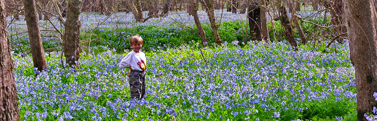 Virginia Bluebells Carpet the floodplain along Cedar Run at Merrimac Farm