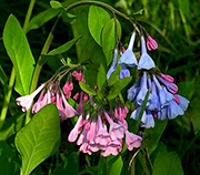VA Bluebells