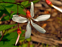 Bowman's Root