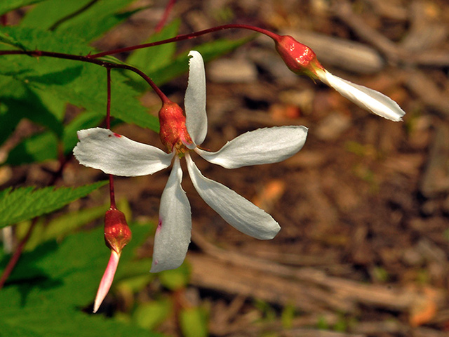 Bowman's Root