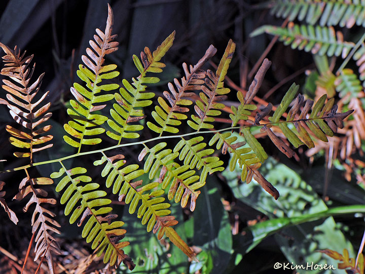 Brackenfern