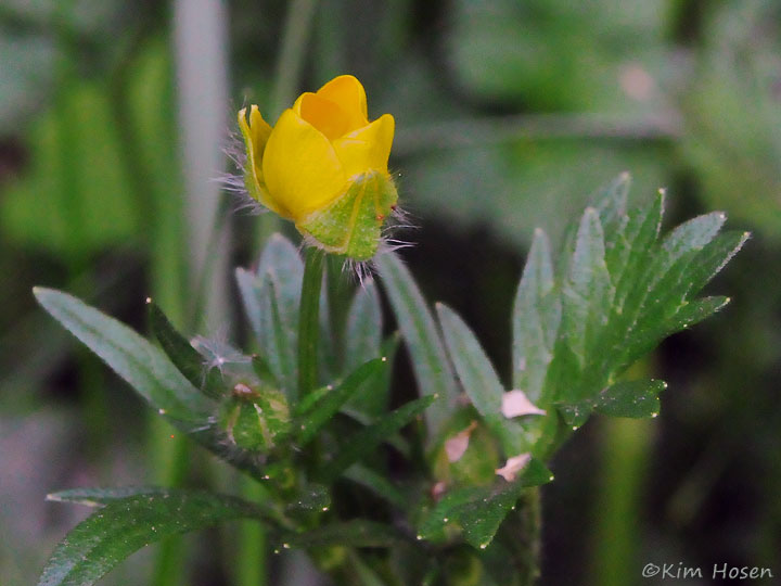 Common Buttercup