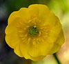 Common Buttercup