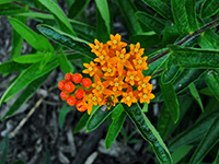 Butterflyweed