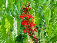 Cardinal flower