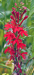 Cardinal Flower