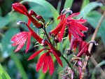 Cardinal Flower