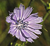 Common Chickory