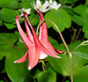 Columbine