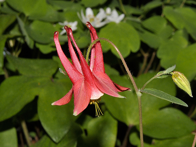 Columbine