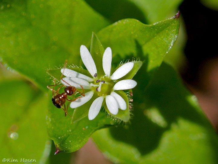 Common Chickweed