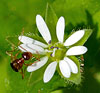 Common Chickweed