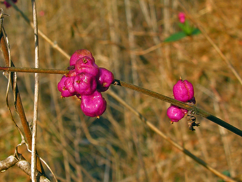 Coralberry