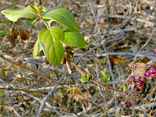 Coralberry