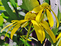 Cut-leaf Coneflower