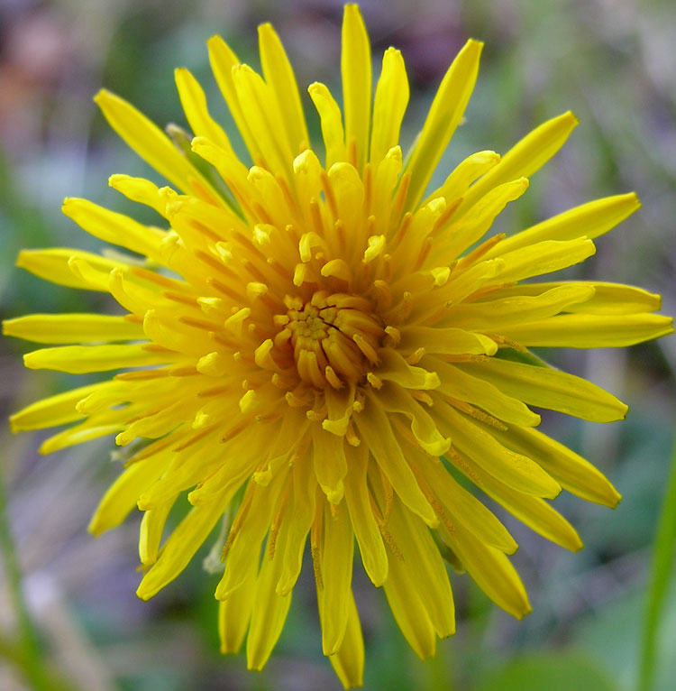 Common Dandelion