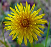 Common Dandelion