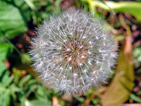 Dandelion