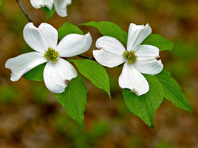 Flowering Dogwood