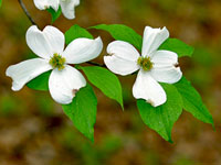 Dogwood Tree