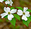 Flowering Dogwood